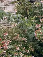 Plante du mois de septembre : l'Abélia parfumé (Abelia x grandiflora)