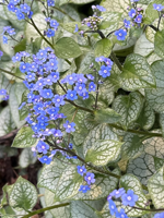 Le Myosotis du Caucase (Brunnera macrophylla)