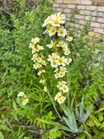Le Sisyrinchium strié